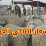 رئيس غرفة القصابين هذا سعر خروف العيد هذا العام