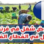 إنتداب عمال موسميين في القطاع الفلاحي بفرنسا