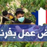 إنتداب عمال فلاحيين للعمل في فرنسا عن طريق الوكالة الوطنية للتشغيل بالخارج